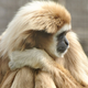 Illustration for article titled Gibbon has lived for fifty years just by staying super relaxed